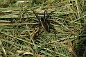 Dolomedes_fimbriatus_D5111_Z_89_Canal du Nivernais_Frankrijk